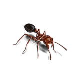 Ants
