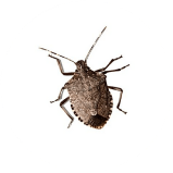 Cockroaches
