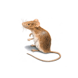 Rodent