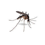 Mosquitoes