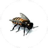 Stinging Pest