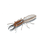 Termites