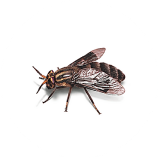 Flies